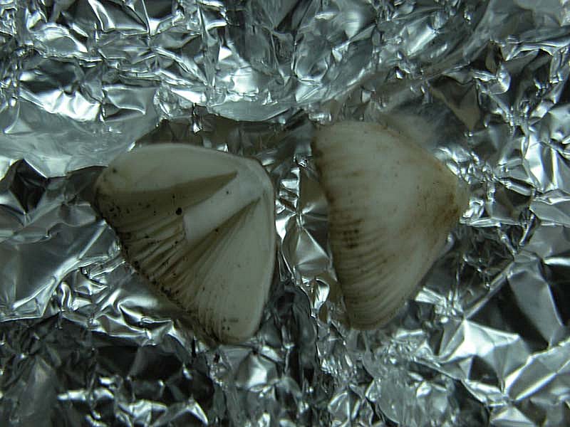 Mycena (1)